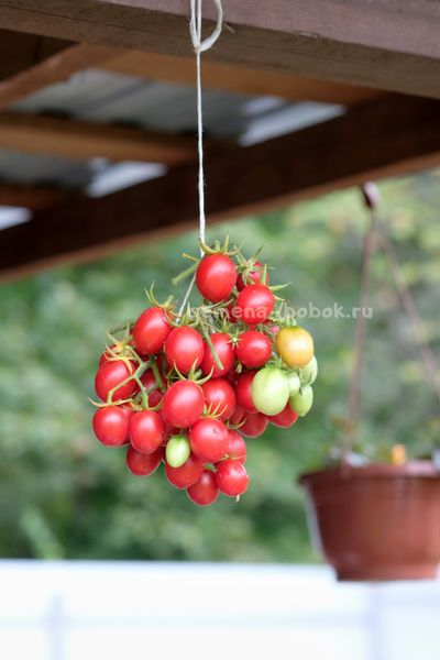 Томат Гроздевой Корбарино ( A Grappoli Corbarino), 10 шт