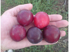 Алыча  Кубанская комета 2-х летка