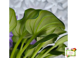 LV-Цветы для Любимого (Л. Шевелева) 2025 г. трейлер (клакамасный лонг)