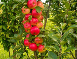 Сорт яблони Арбат (колоновидная)