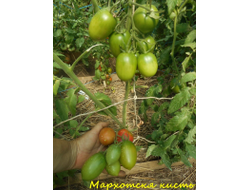 Томат Мархотская кисть (Мархотское гроно)