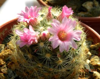 Mammillaria laui ssp.dasyacantha L1219 - 5 семян