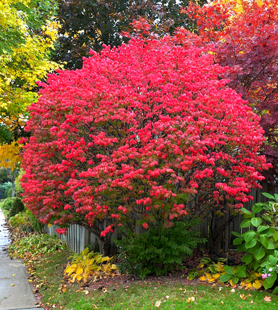 Бересклет крылатый Fire Ball