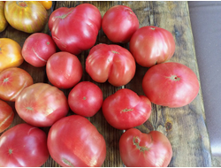 Томат гном ОПО (OPO)