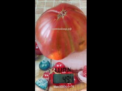 Томат Тундра (Tundra), Канада