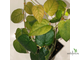 Ficus villosa “Blume” / фикус виллоза малая