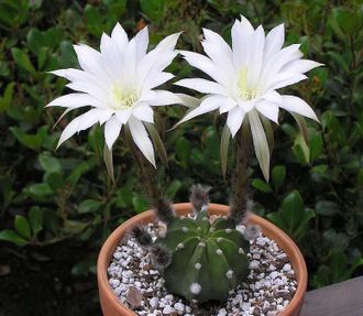 Echinopsis Subdenudata