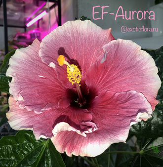 Гибискус EF- Aurora