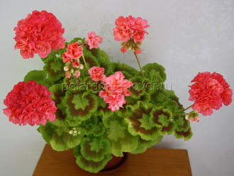 Bold Gold - пеларгония карликовая зональная - описание сорта, фото - купить черенок в Перми и почтой