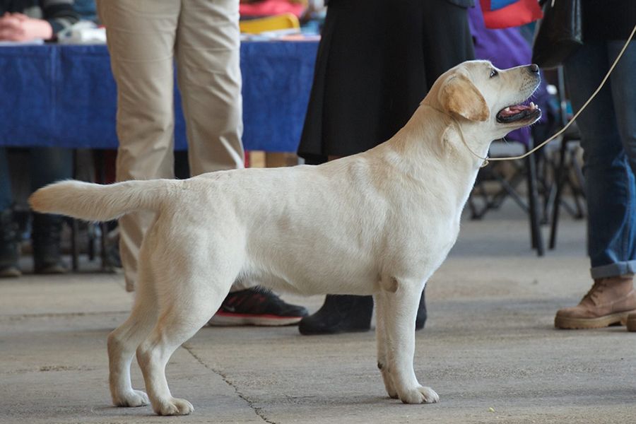 Ch-Leenora-Best-Nicoletta-Irin-Angel