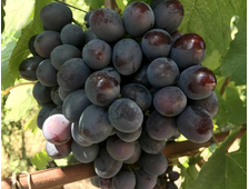 Подарок Несветая