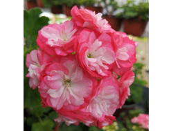 П126 Пеларгония Dung Gouel Miso укорененный черенок