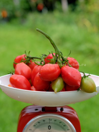 Томат Новинка Приднестровья, 10 шт