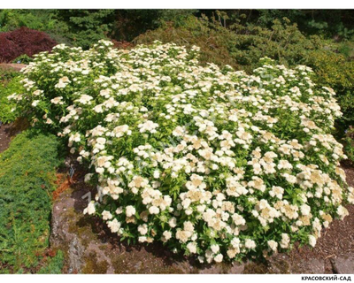 Спирея Альбифлора - Albiflora