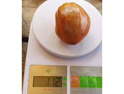 Гном Альмандин (Dwarf Almandine)