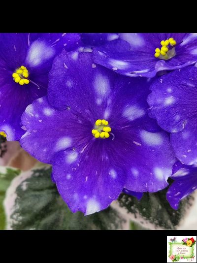 Rivermist Galaxy (J.Baker) (10973) 04/13/2018