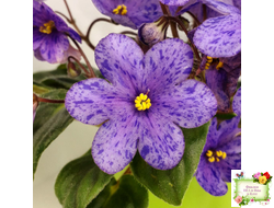 Winnie The Pooh (LLG/Sorano) (пасынок-стартер укоренённый)