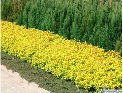 Живая изгородь из спиреи японской