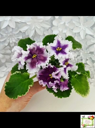 МТ-Сладкая Фантазия (М. Тотиева) 2022 г. (лист с детками укоренённый)