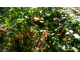 Перец острый Aji Limo (Lemon Drop)