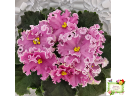 НД-Ливадия (Н. Данилова-Суворова) 2020 г.