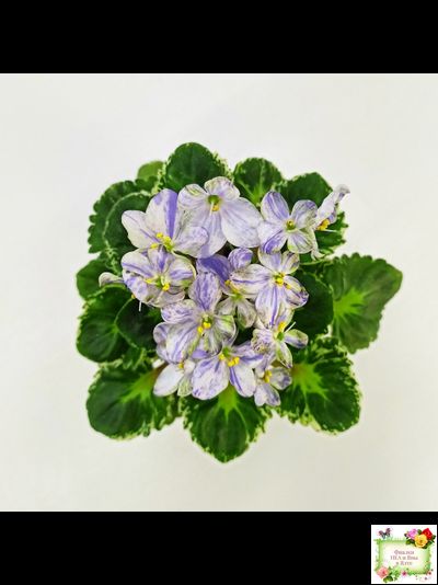 ЛЕ-Лунный Жемчуг (Е. Лебецкая) 2020 г. (пестролистный гёрл)