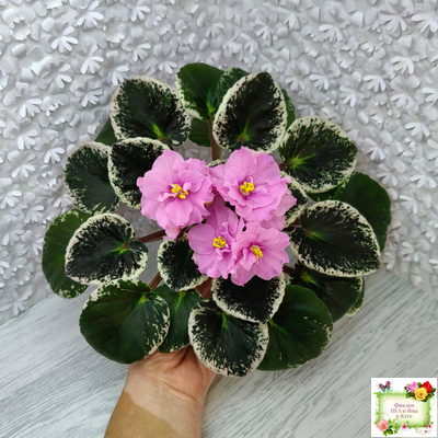 Р-Донна Роза Дальвадорес (В. Зуб) 2021 г.