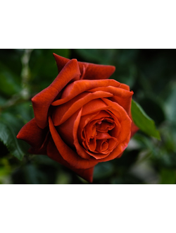 ТЕРРАКОТА (Terracotta) роза, ЗКС