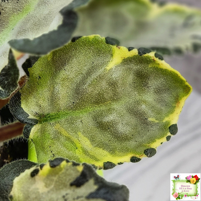 Harmony's Little Stinker-2 (Harmony) листовая химера