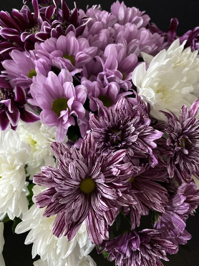 Хризантема кустовая микс 25 шт