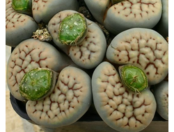 Lithops schwantesii v.urikosensis 'nutupsdriftensis' C075 (MG) - 10 семян