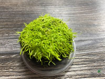 Утрикулярия граминифолия на вабикусе