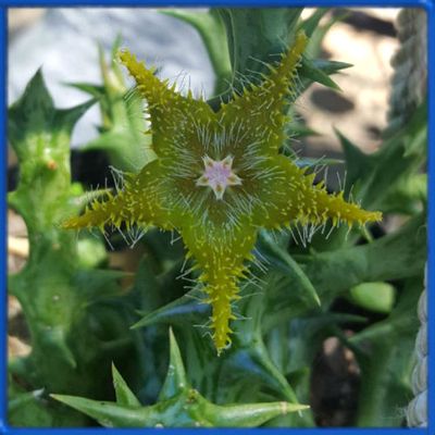 Orbea dummeri ES 4013