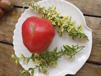 Томат Rose Hippo (Розовый бегемот)