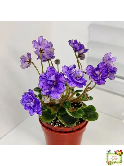 Milady (C.Russell) 01/21/1981 (гёрл-лист)