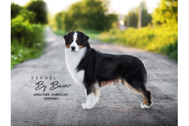 отец Casita's Master of the Universe by Bauer /Тао/