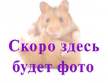 Пайетки &quot;под дерево&quot; со смещенным центром 2 гр