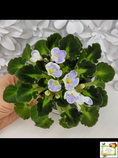 Vi-Лесная Нимфа (И.Виблая) 2021 г. (гёрл-листья)