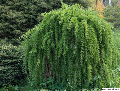 Лиственница японская Стифф Випер - Stiff Weeper