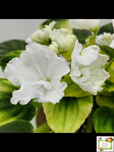 OS-Дыхание Весны (С.Осипова) 2019 г. (клакамас с кроновой пестролистностью)