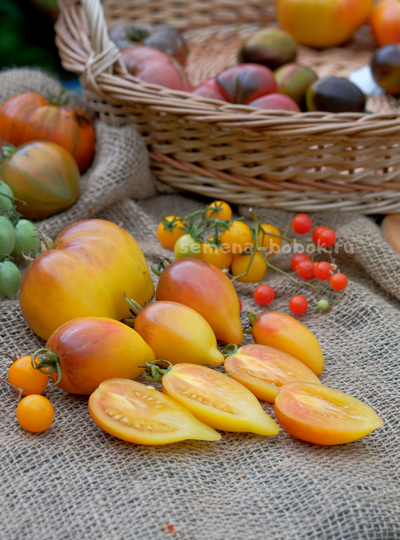 Томат Персик Каплевидный, 10 шт