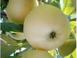 Папировка крупноплодная (яблоня)