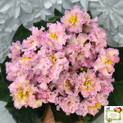 РМ-Яринка (Н. Скорнякова) 2021 г.