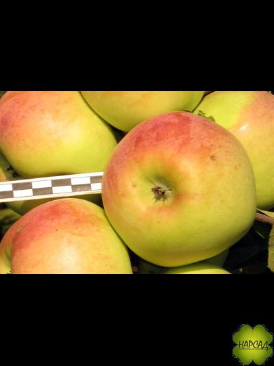 Яблоня "ИМРУС" (саженец 2 года, на полукарликовом подвое)