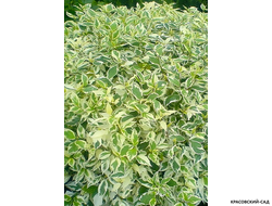 Дерен белый Элегантиссима фото в саду красовский-сад.рф