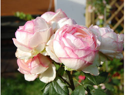 Оноре де Бальзак (Honore de Balzac ),  Ч/Г, грандифлора.  Meilland (копия)