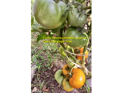 Гном Апельсиновое дерево (Dwarf Orange Tree, Австралия, США )