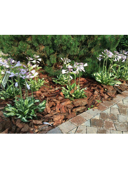 Кора лиственница, фракция 6-10 см. (60 л.)