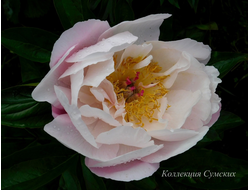 Пион Pink Vanguard (Пинк Вангард)