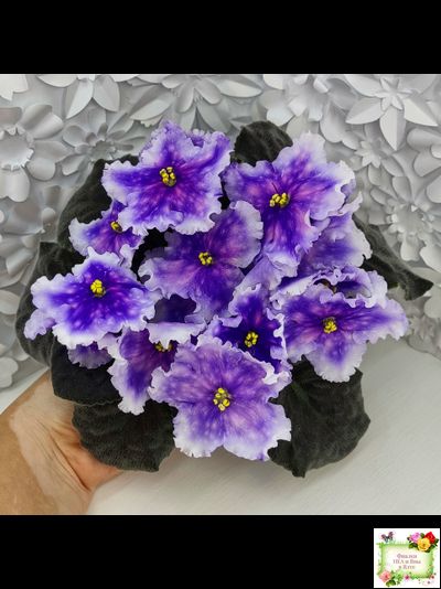 Dn-Огни Бродвея (Д. Денисенко) 2020 г.